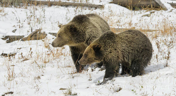 Yellowstone Art Print featuring the photograph Grizzly Sow and Cub #1 by Patrick Nowotny