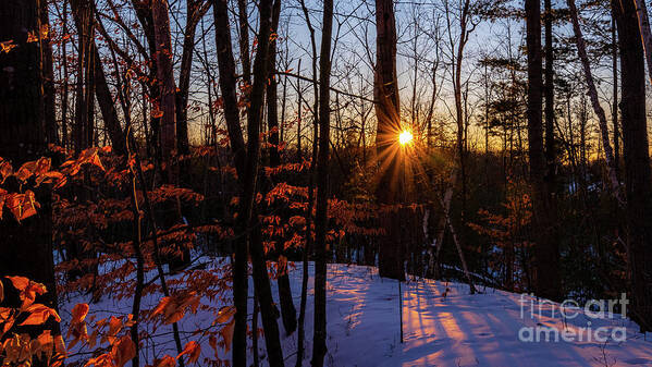 Sun Flare Art Print featuring the photograph Sun star in winter #1 by Nathan Wasylewski