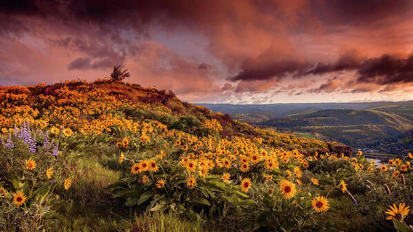 Rowena Crest Sunrise Art Print featuring the photograph Rowena Crest Sunrise by Wes and Dotty Weber