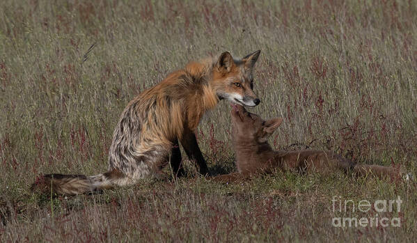 Fox Art Print featuring the photograph Fox Kit and Male #2 by Patrick Nowotny