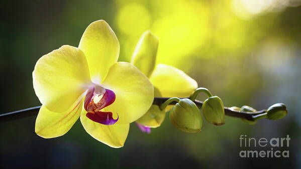 Background Art Print featuring the photograph Yellow Orchid Flower #2 by Raul Rodriguez