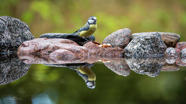 Blue Tit Art Print featuring the photograph A Blue Tit is food seeking at the pond by Torbjorn Swenelius