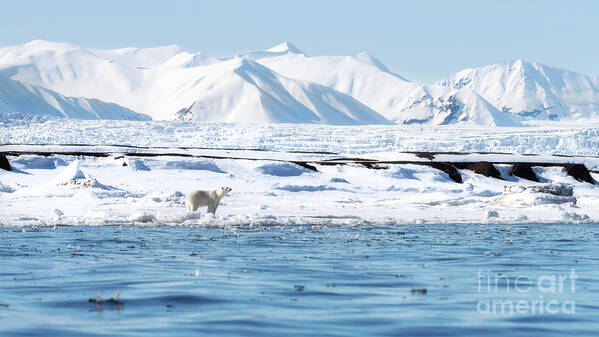 Wilderness Art Print featuring the photograph Adult female polar bear walks along the fast ice in Svalbard, with snow covered mountains and a glacier behind by Jane Rix