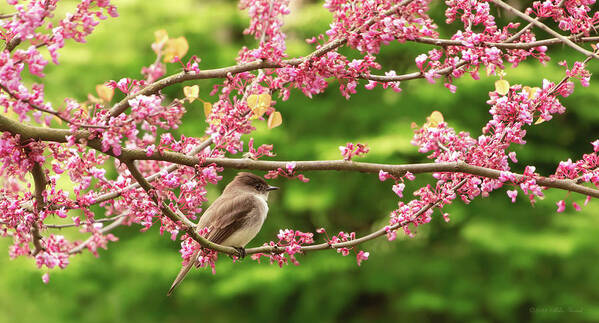 Eastern Phoebe Art Print featuring the photograph Animal - Bird - Hello Phoebe by Mike Savad