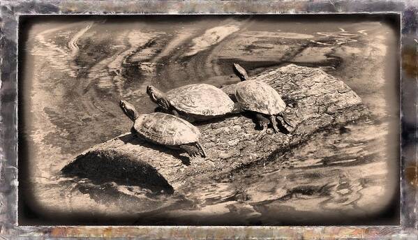 Turtle Art Print featuring the mixed media Antique Turtles by Christopher Reed