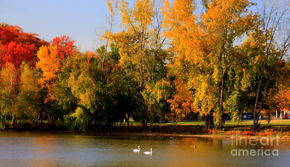 Fall Art Print featuring the photograph Autumn splendor with swans by Lennie Malvone
