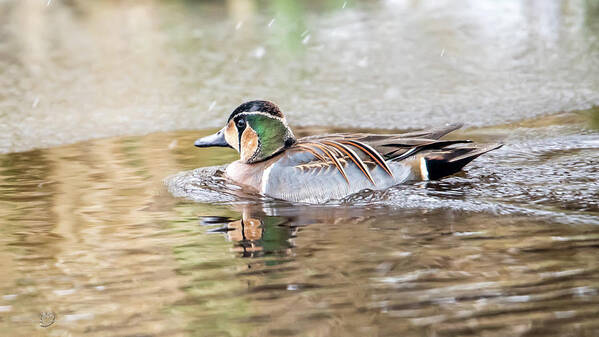 Baikal Teal Art Print featuring the photograph Baikal Teal, a beautiful and rare visitor in Sweden by Torbjorn Swenelius