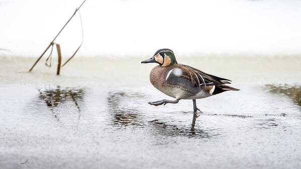 Baikal Teal Art Print featuring the photograph Baikal Teal, the beautiful and rare visitor in Sweden, walks wit by Torbjorn Swenelius