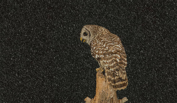 Owl Art Print featuring the photograph Barred Owl In Snowfall by CR Courson