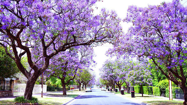 Jacaranda Art Print featuring the photograph Beautiful purple flower Jacaranda tree lined street in full bloom. by Milleflore Images