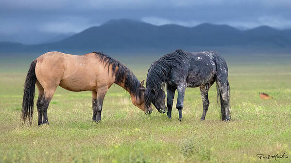 Stallion Art Print featuring the photograph Black Lead Stallion. by Paul Martin