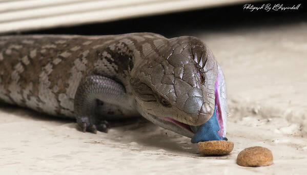Blue Tongue Lizard Art Print featuring the digital art Blue tongue lizard 22 by Kevin Chippindall