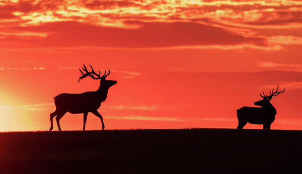 Bull Elk Art Print featuring the photograph Bull Elk At Sunrise by Gary Beeler