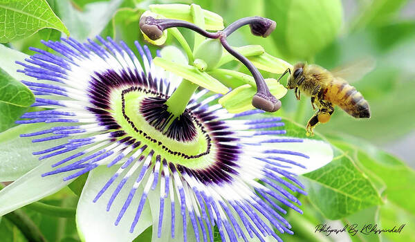 Passion Flower Art Print featuring the digital art Buzzing around 01 by Kevin Chippindall
