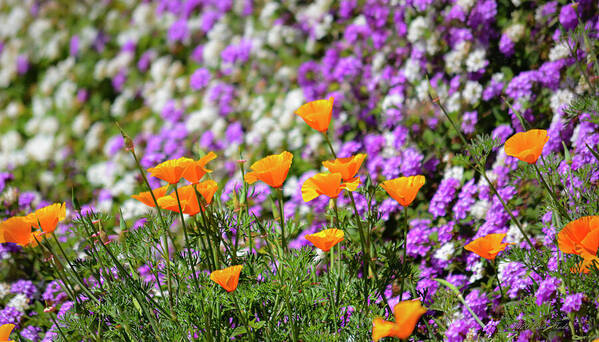 Nature Art Print featuring the photograph California Poppies and Latana Blossoms by Brian Tada