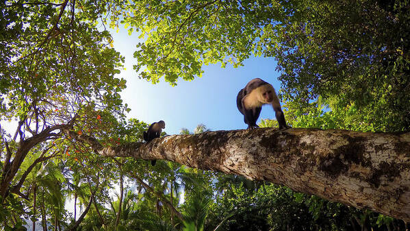 Monkey Art Print featuring the photograph Capuchin Monkeys in Tropical Forest by Nicklas Gustafsson