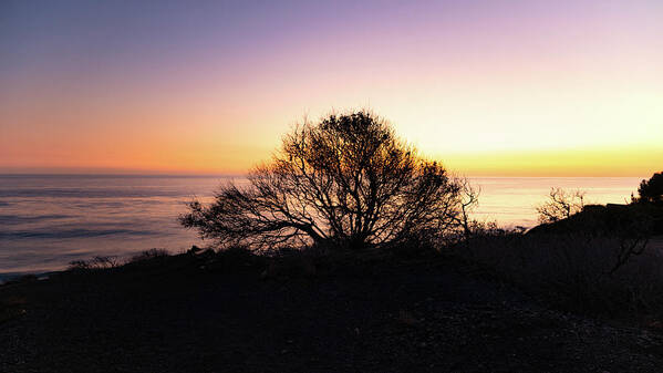 California Art Print featuring the photograph Coastal Tree After Sunset by Matthew DeGrushe