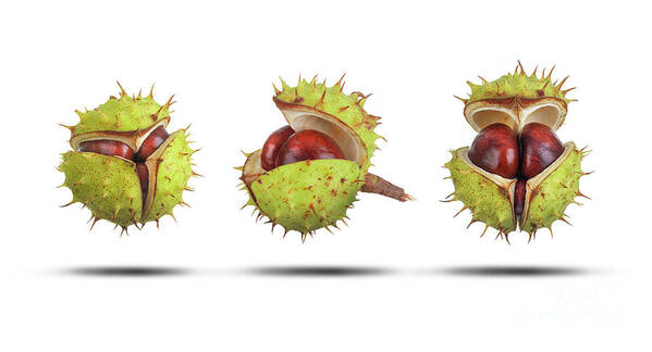 Conker Art Print featuring the photograph Conker cases opening in three stages isolated by Simon Bratt