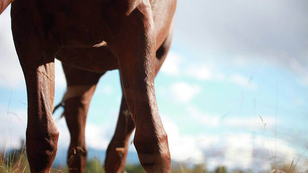 Autumn Art Print featuring the photograph Copper Legs by Listen To Your Horse