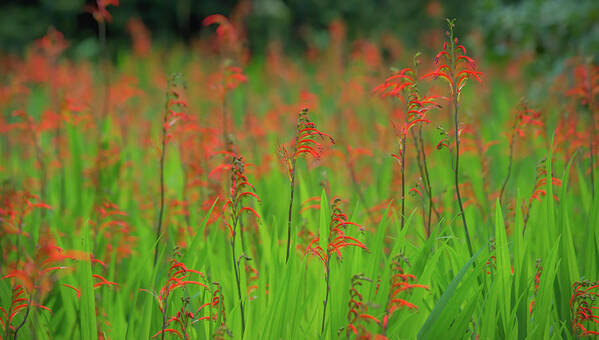 Background Art Print featuring the photograph Crocosmia Montbretia on a sunny day by Jean-Luc Farges