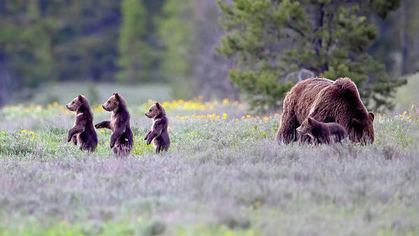 Grizzly Bear Art Print featuring the photograph Cub Scouts by Jack Bell