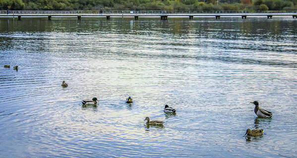 Animals Art Print featuring the photograph Ducks on the lake by Anamar Pictures