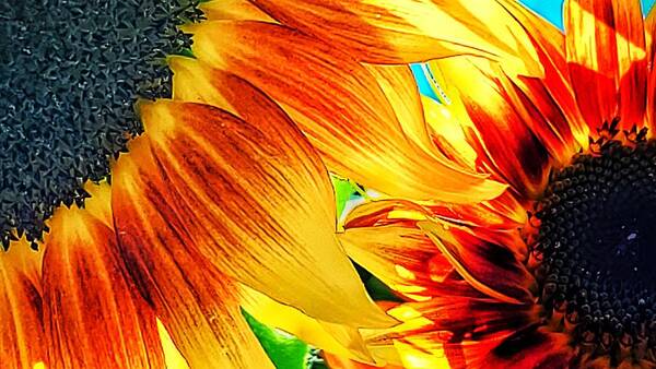 Sunflower Art Print featuring the photograph Feel the Flow by Terry Ann Morris