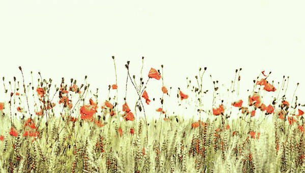 Field Of Coral Poppies Art Print featuring the digital art Field of Coral Poppies by Susan Maxwell Schmidt