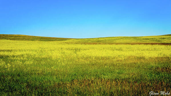 Fields Of Gold And Blue Art Print featuring the photograph Fields of Blue and Gold by GLENN Mohs