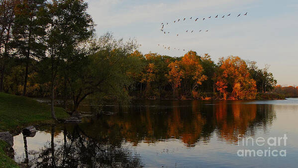 Wny Bond Lake Pond Art Print featuring the photograph Geese over Bond Lake by fototaker Tony