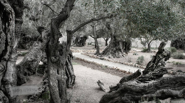 Israel Art Print featuring the photograph Gethsemane by M Kathleen Warren