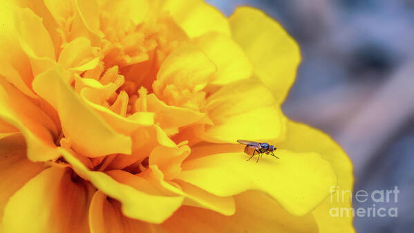 Gnat Art Print featuring the photograph Gnat On A Yellow Flower by Gemma Mae Flores Sellers