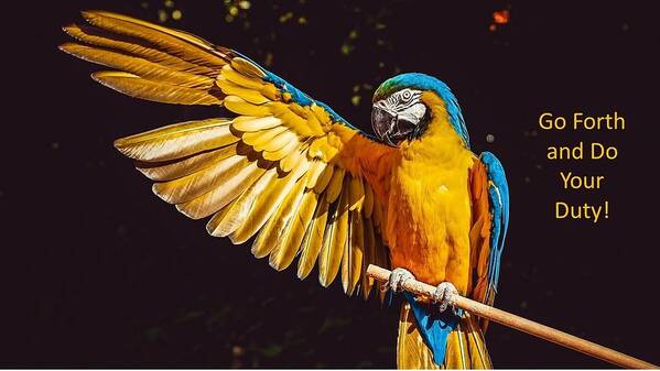 Parrot Art Print featuring the photograph Go Forth and Do Your Duty by Nancy Ayanna Wyatt