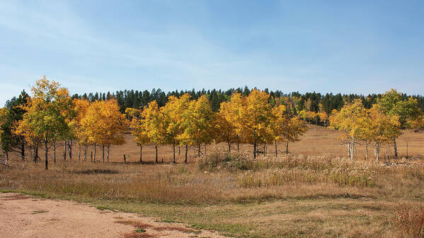 Black Halls Fall Art Print featuring the photograph Golden Aspens Fall Colors by Cathy Anderson