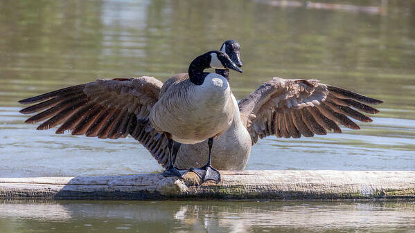 Canada Geese Art Print featuring the photograph Goose Hugs - Canada Goose Mating Behavior by Susan Rissi Tregoning