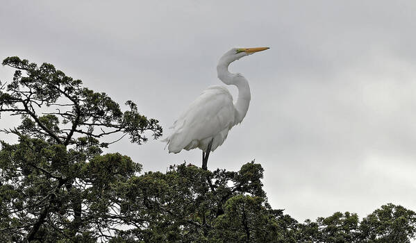 Great Egret Art Print featuring the photograph White Egret Posed by Doolittle Photography and Art