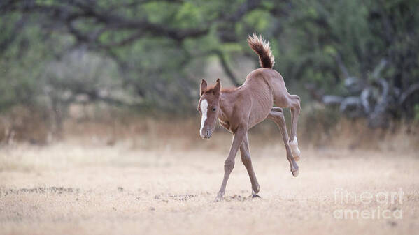 Cute Foal Art Print featuring the photograph Happy Dance by Shannon Hastings