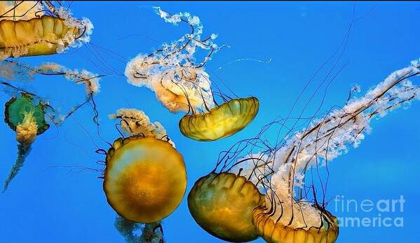 Jellyfish Art Print featuring the pyrography Jellies 2 by Elena Pratt