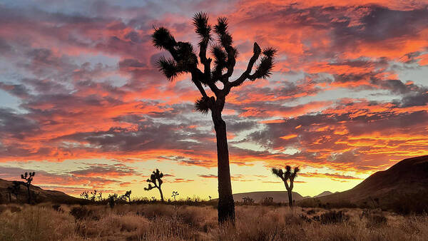 Sunset Art Print featuring the photograph Joshua Tree in Yucca Valley by Chris Casas