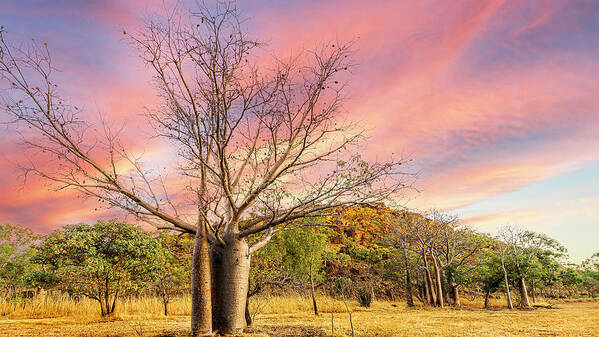 Kimberleys Art Print featuring the photograph Kimberley Boab Tree by Peter Rattigan