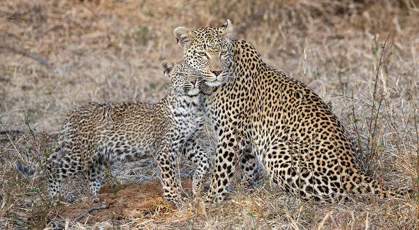 Jennifer Waugh Art Print featuring the photograph Leopard Family by Max and Jenn Waugh