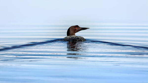 Common Art Print featuring the photograph Loon at the Lake by Al Mueller