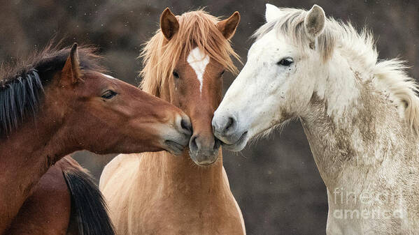 Stallions Art Print featuring the photograph Love Not War by Shannon Hastings