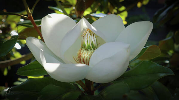 Majestic Art Print featuring the photograph Majestic Magnolia Opening by D Lee