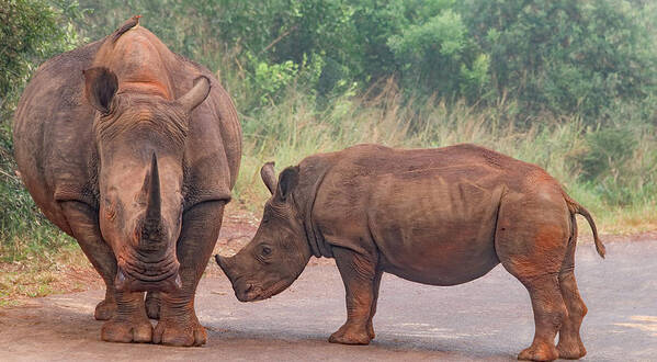Rhinoceros Art Print featuring the photograph Mama and Baby Rhino Pair by Marcy Wielfaert