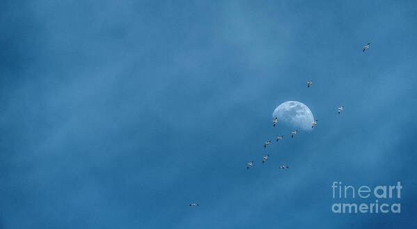 Moon Art Print featuring the photograph Moon and Snow Geese by Pamela Dunn-Parrish