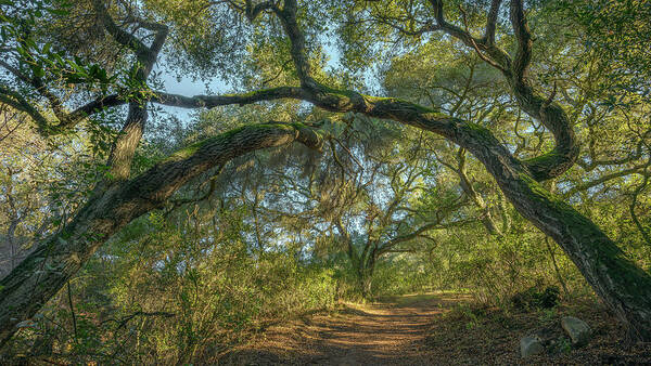 California Art Print featuring the photograph Oaks Arching over Trail at Daley Ranch by Alexander Kunz