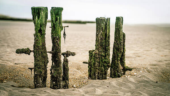 New England Art Print featuring the photograph Old pilings in a tidal flat by Kyle Lee