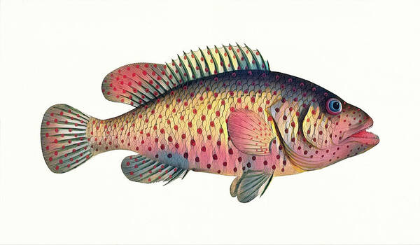 Fish Art Print featuring the digital art Pacific Rockfish by Deborah League