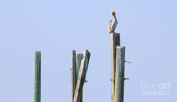Pelican Art Print featuring the photograph Pelican Sitting on Pier Post 3135 by Jack Schultz